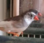 Finches